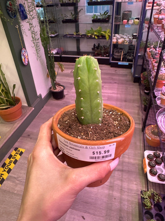 Echinopsis pachanoi (#962122111)