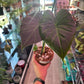 Alocasia Regal Shield (4" Terra Cotta) [ID #19274878]