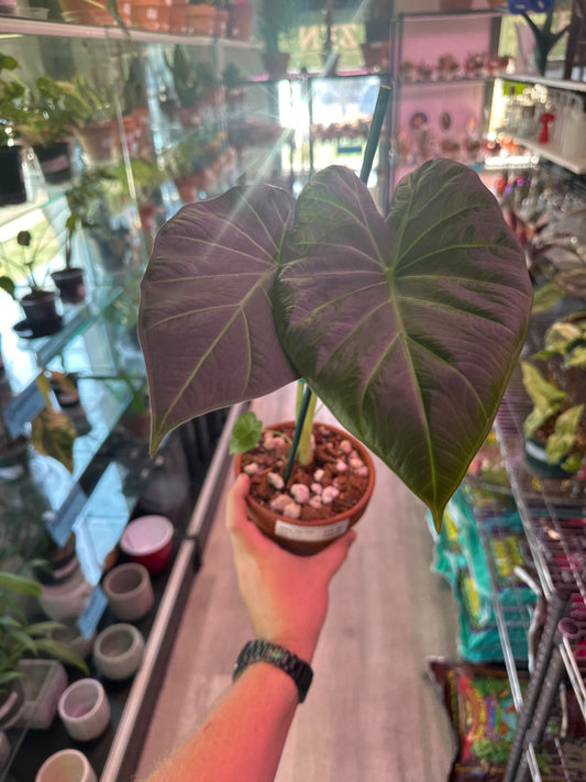 Alocasia Regal Shield (4" Terra Cotta) [ID #19274878]