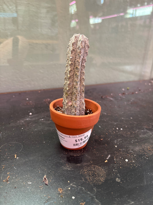 Euphorbia abdelkuri 'Pickle Cactus' (#807634781)