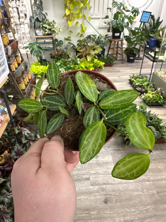 Dischidia cv. 'Melon' (#459285551)