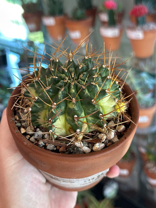 Gymnocalycium Marble (4") [ID #91469569486]