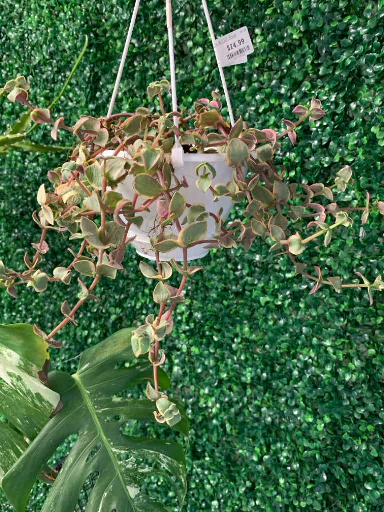 Crassula sarmentosa (#849729832)