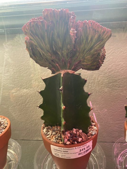 Euphorbia lactea 'Mermaid Tail variegated red' (#884003867)