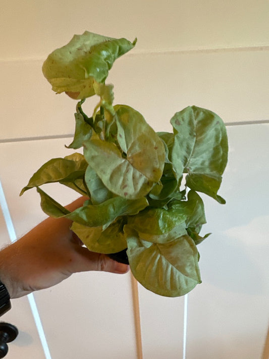 Syngonium Cv. 'Milk Confetti' (#963305325)