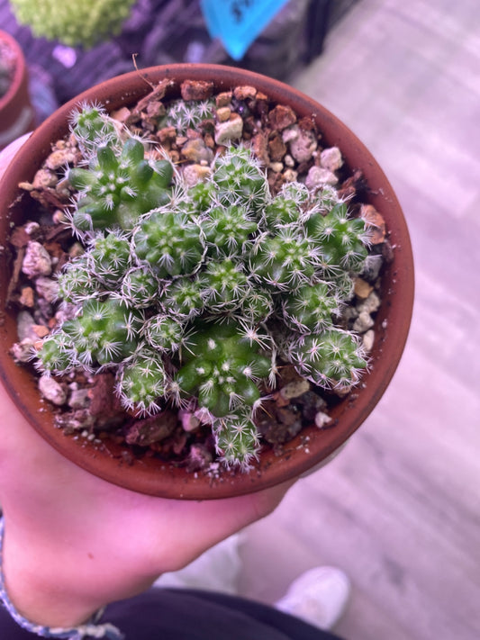 Mammilaria gracilis fragilis (4" Clay Pot) [ID #50286918]