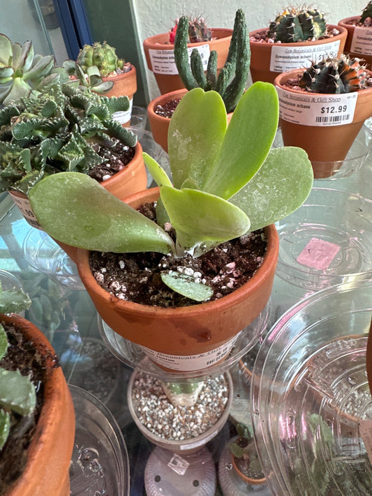 Kalanchoe luciae 'Flapjacks' (#611891615)