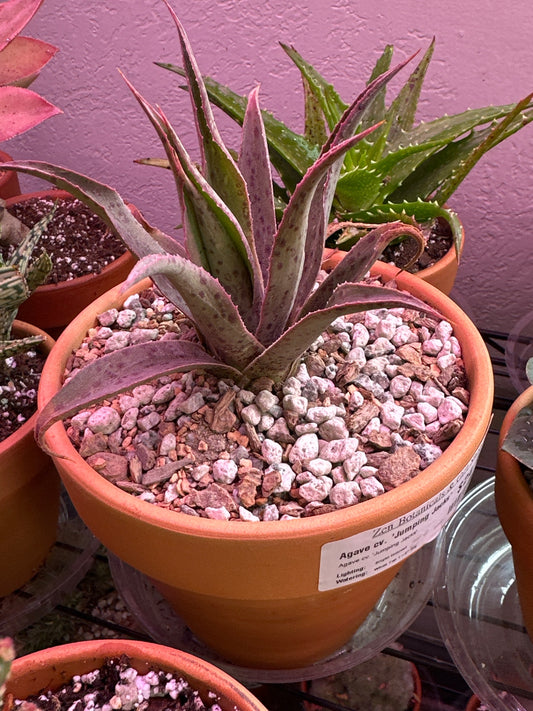 Agave cv. 'Jumping Jacks' (#652703758)