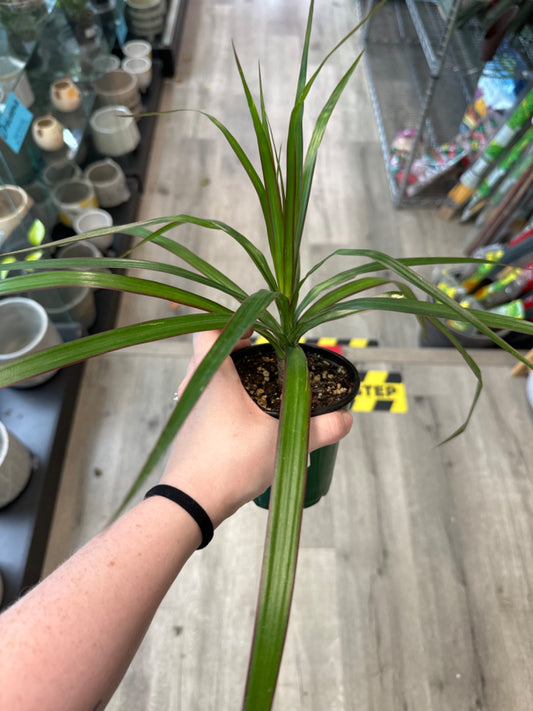 Dracaena spp. (4" Nursery Pot) [ID #86231817]