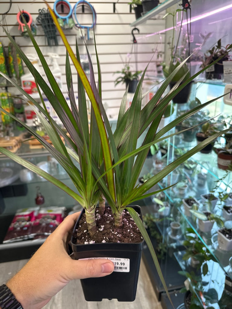 Dracaena marginata (#281333985)