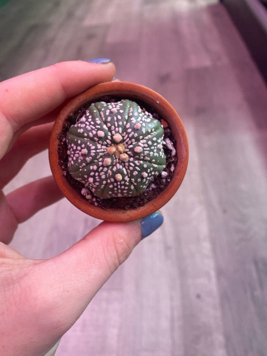 Astrophytum asterias 'Super Kabuto' (#472138205)