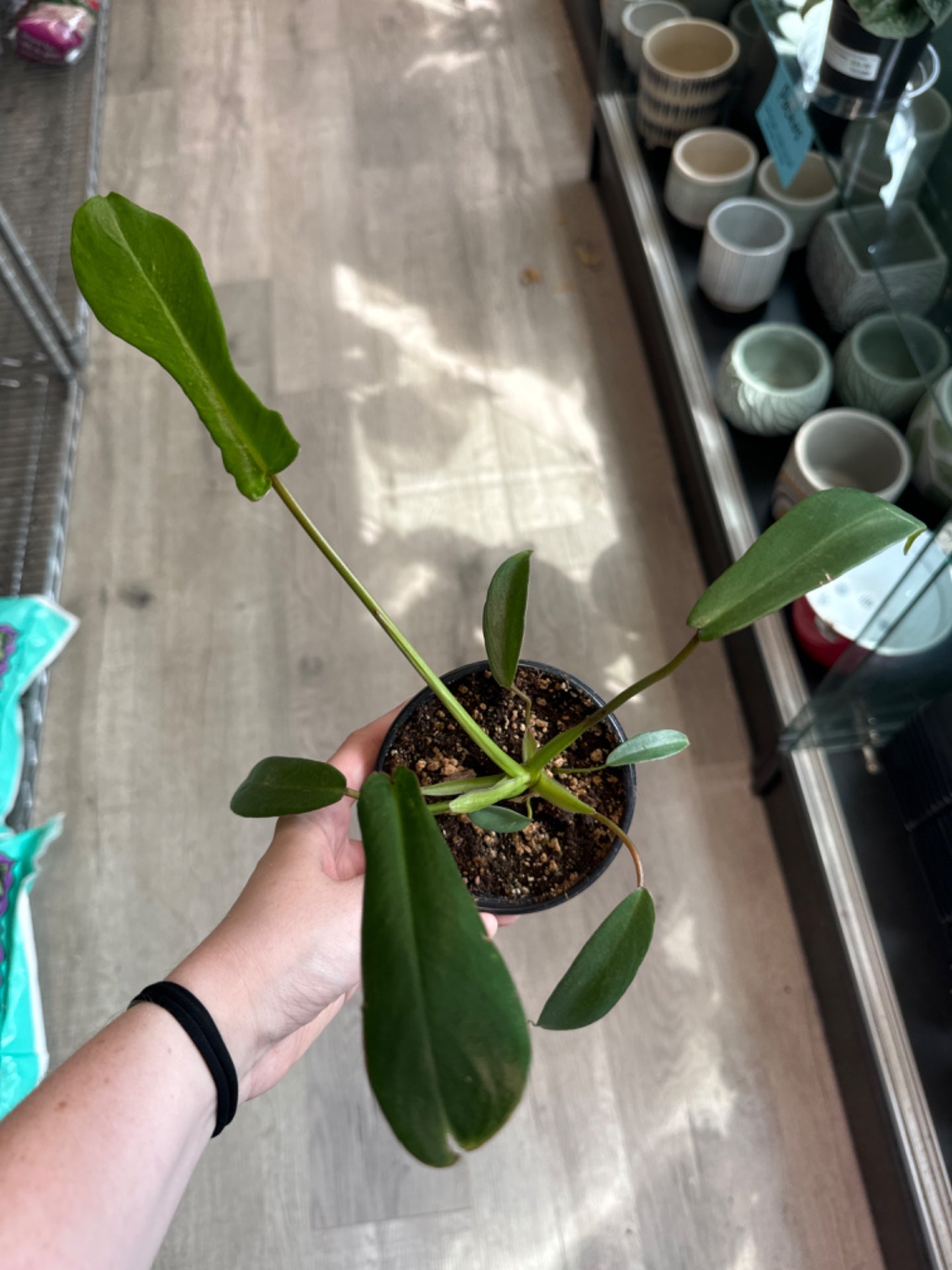 Philodendron Joepii (4" Plastic Pot) [ID #64344972]