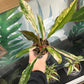 Philodendron Caramel Marble [ID #28263279264]