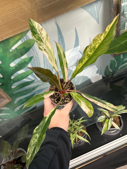 Philodendron Caramel Marble [ID #28263279264]