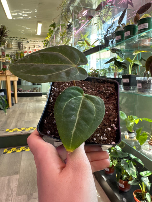 Anthurium noID (#595143461)
