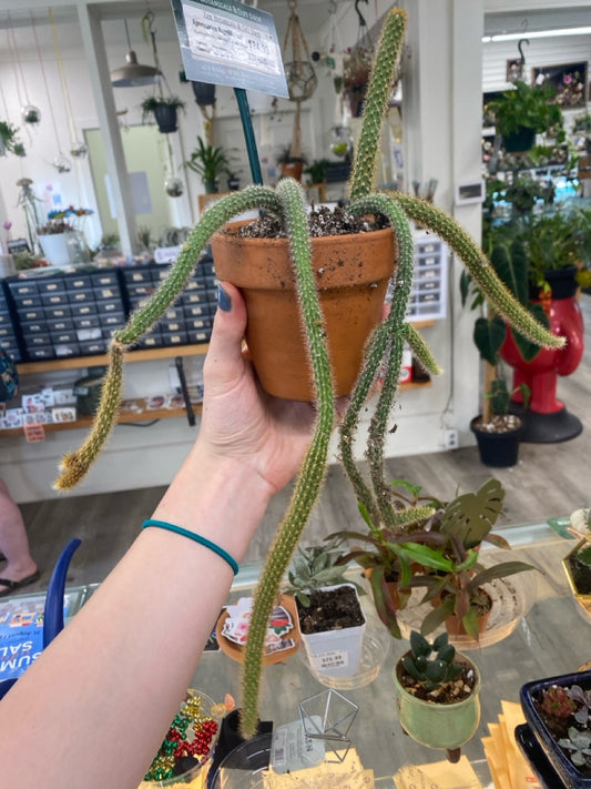 Aporocactus flagelliformis 'Rat Tail Cactus' (#085734258)