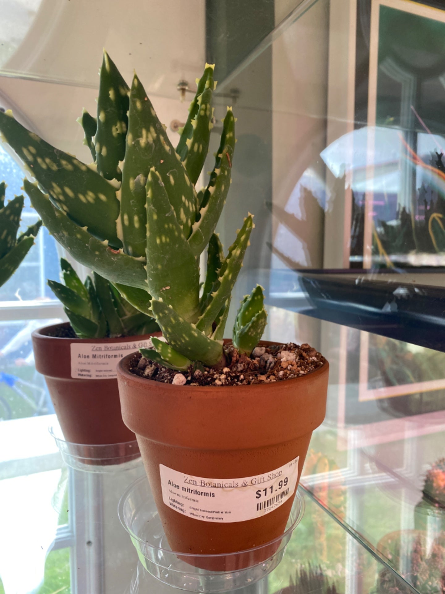 Aloe mitriformis (4" Clay Pot) [ID #37247654]