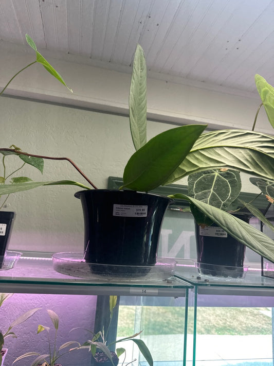 Anthurium Unknown (#359106252)