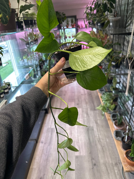 Epipremnum Aureum 'Marble Queen' (#347061069)