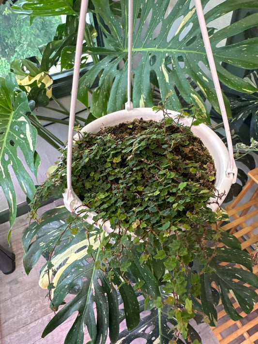 Ficus Pumila 'String of Frogs' (#831495502)