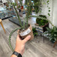 Euphorbia knuthii (#804670325)