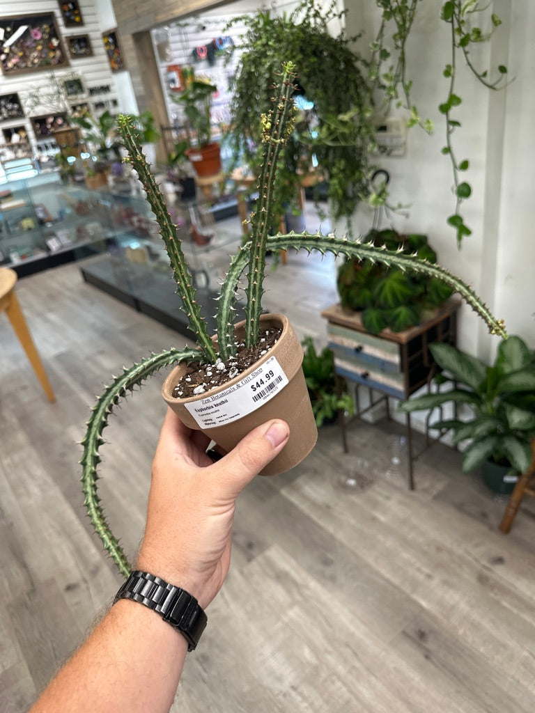 Euphorbia knuthii (#804670325)