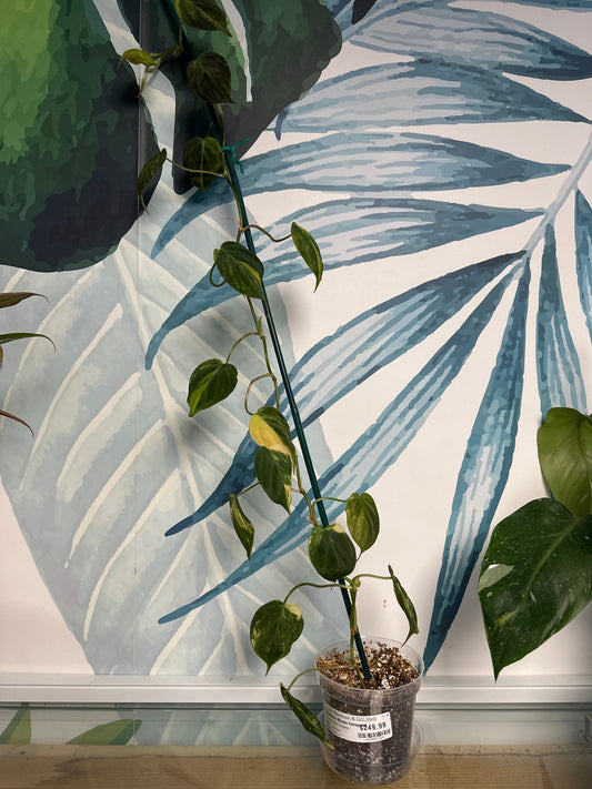 Philodendron Micans Variegated [ID #32396031269]