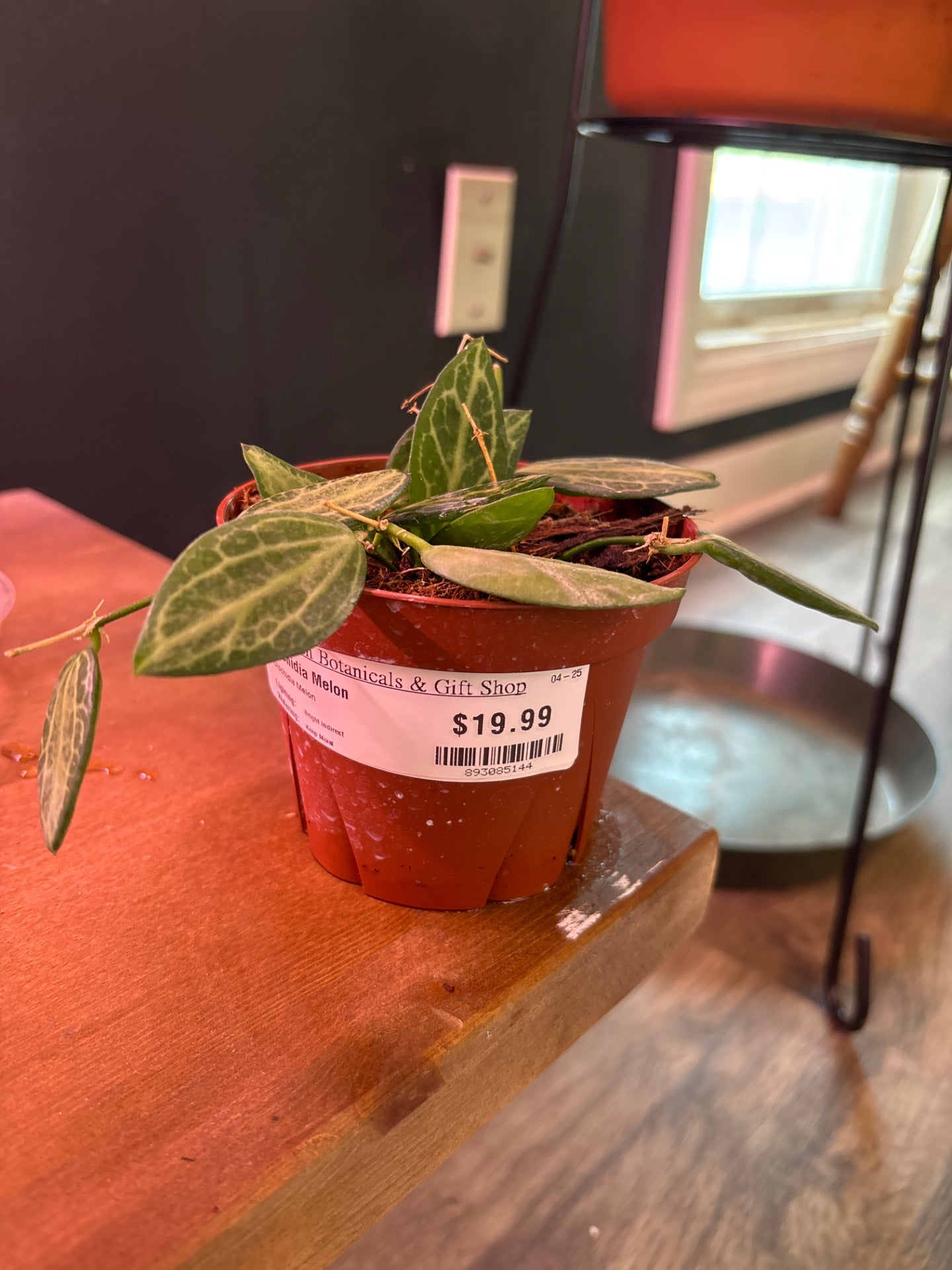 Dischidia Melon (#893085144)