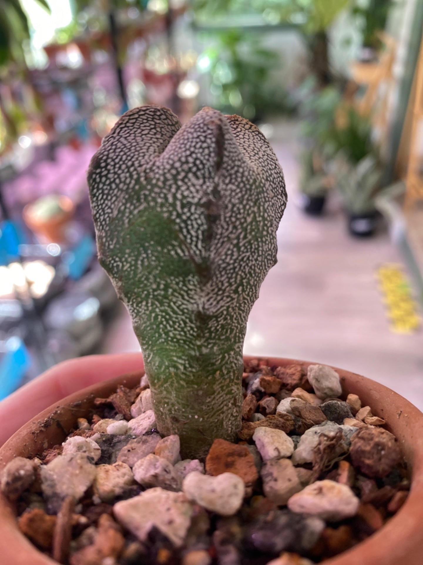 Astrophytum Onzuka (Astrophytum Onzuka) [ID #5976349]