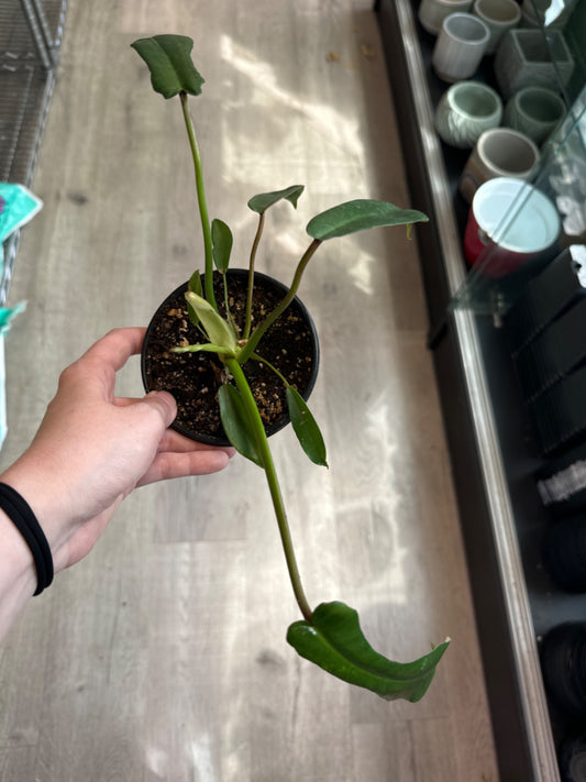 Philodendron Joepii (4" Plastic Pot) [ID #82538498]