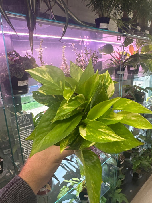 Epipremnum Aureum 'Golden Pothos' (#476212848)
