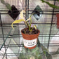Epipremnum amplissimum 'Variegated' (#425190755)