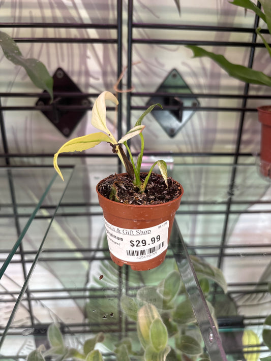 Epipremnum amplissimum 'Variegated' (#425190755)