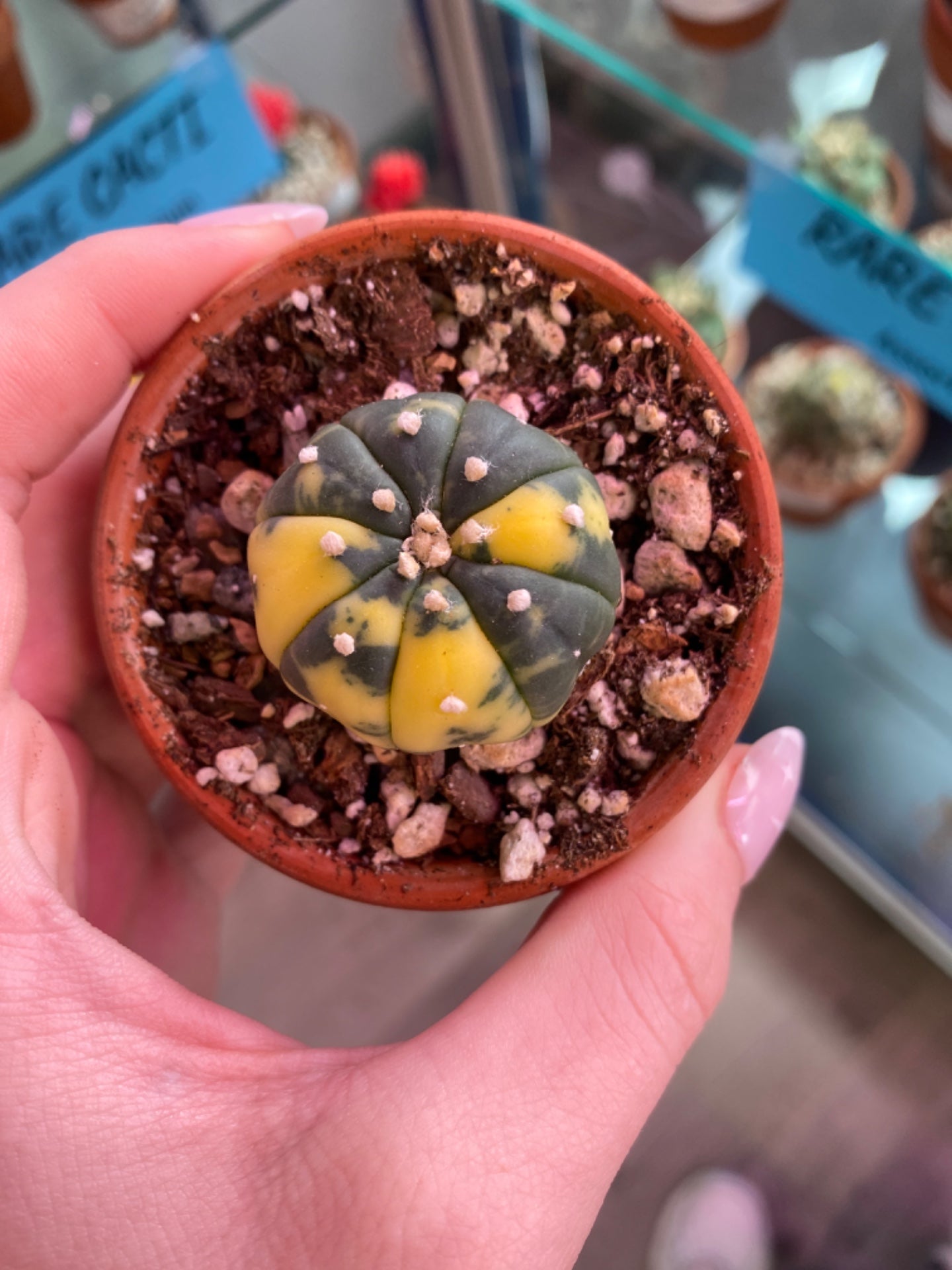 Astrophytum asteria variegated (2.75") [ID #67325627619]