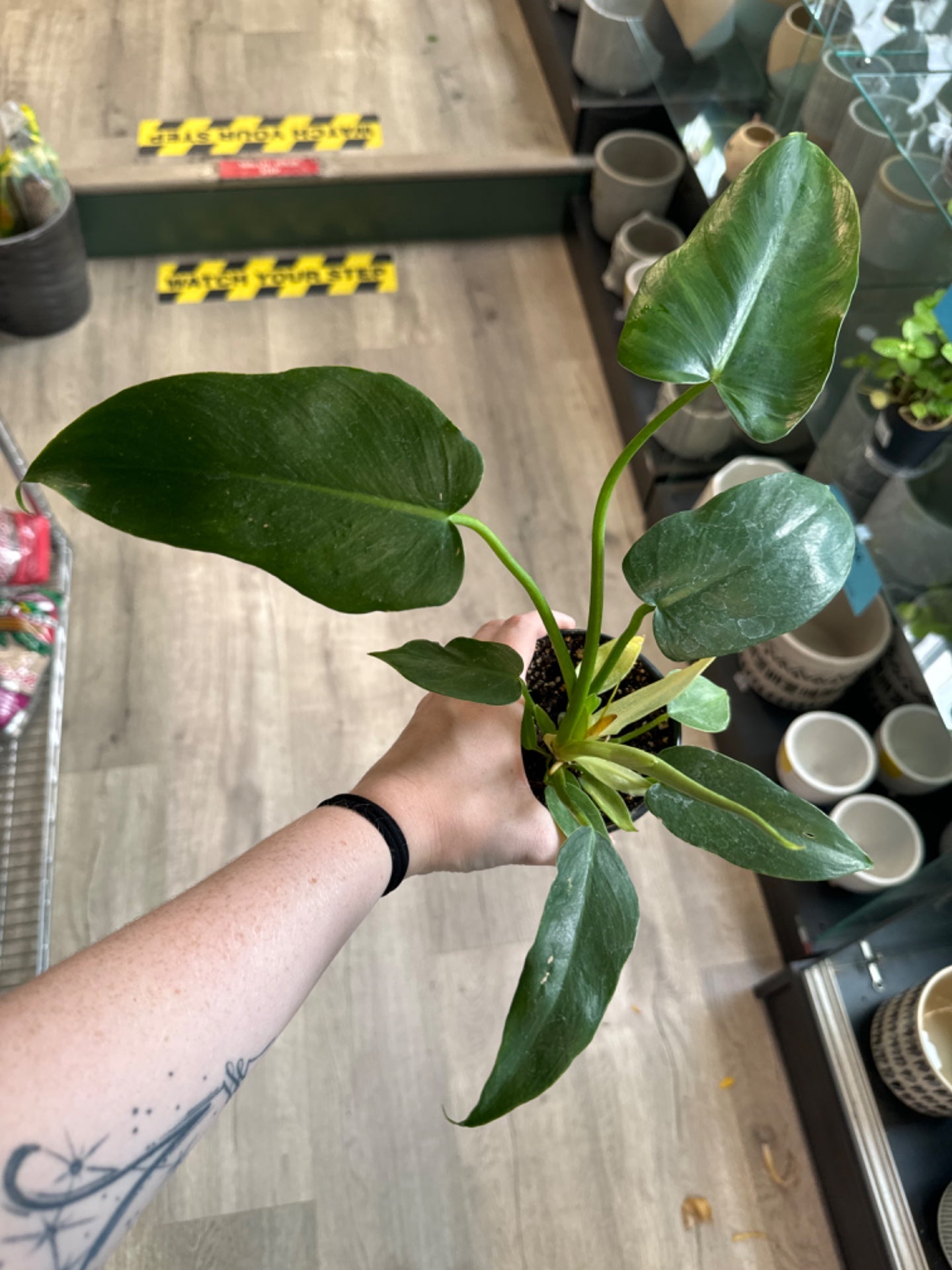 Philodendron Green Dragon (4" Nursery Pot) [ID #33368569]