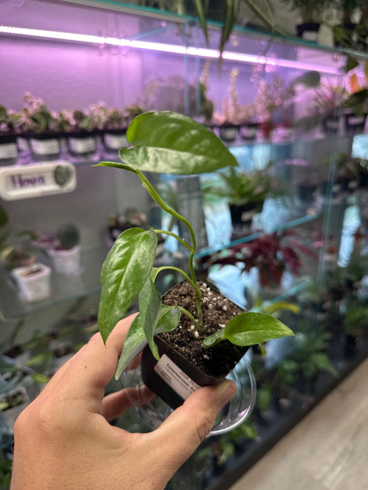 Epipremnum Aureum 'Skeleton Key' (#934703918)