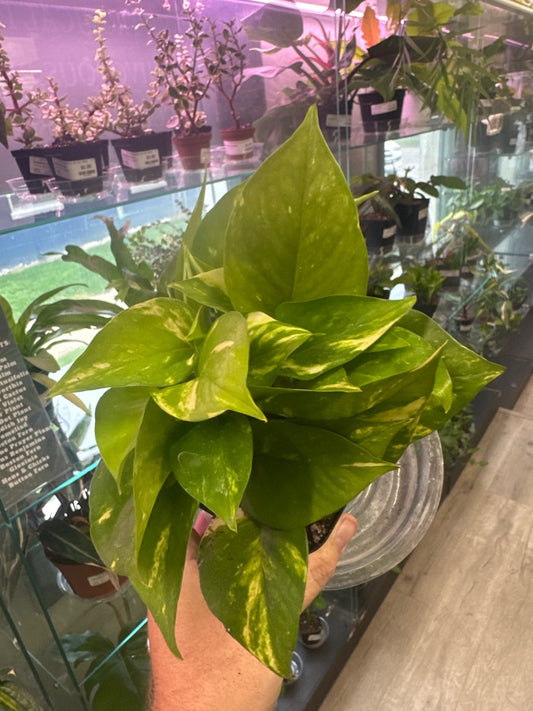 Epipremnum Aureum 'Golden Pothos' (#172621919)