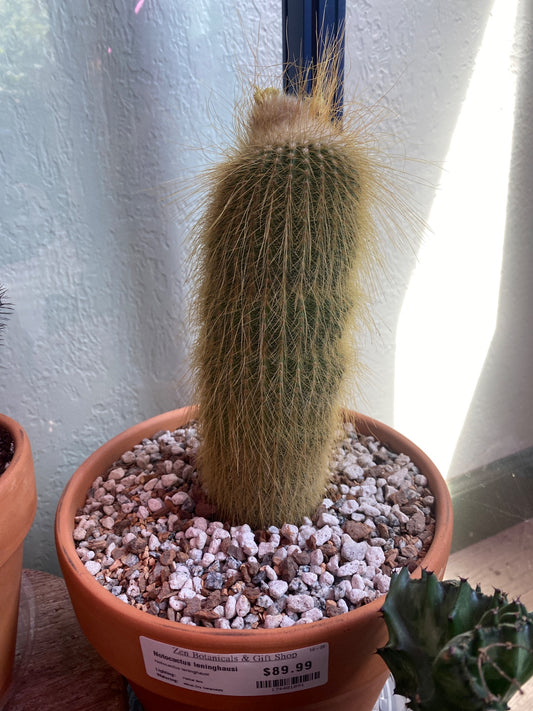 Notocactus leninghausi (#174401091)