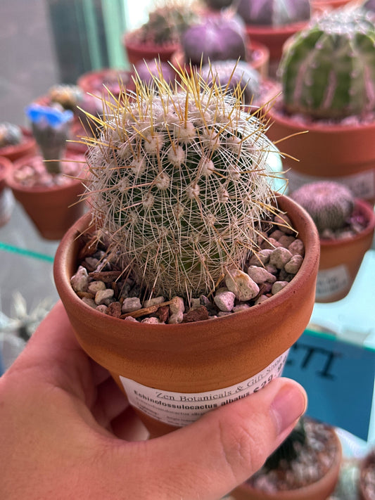 Echinofossulocactus albatus (3.5") [ID #23326565]