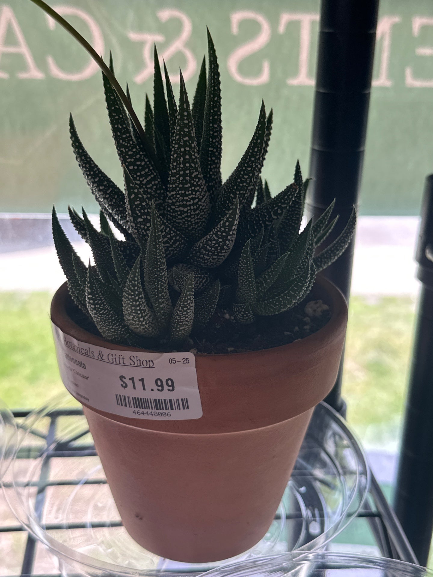 Haworthia attenuata 'Concolor' (#464448006)