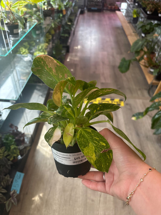 Philodendron erubescens 'Green Congo Nuclear' (#218696189)