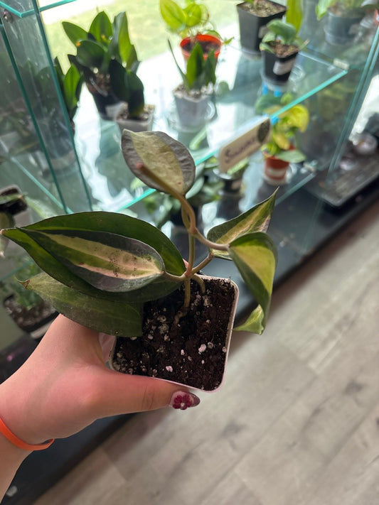 Hoya macrophylla 'Pot of Gold' (#247343574)