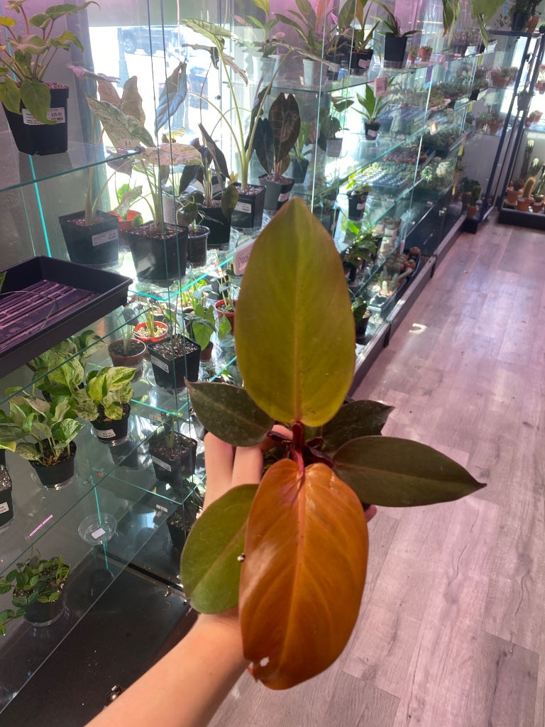 Philodendron McColley's Finale (#418771671)