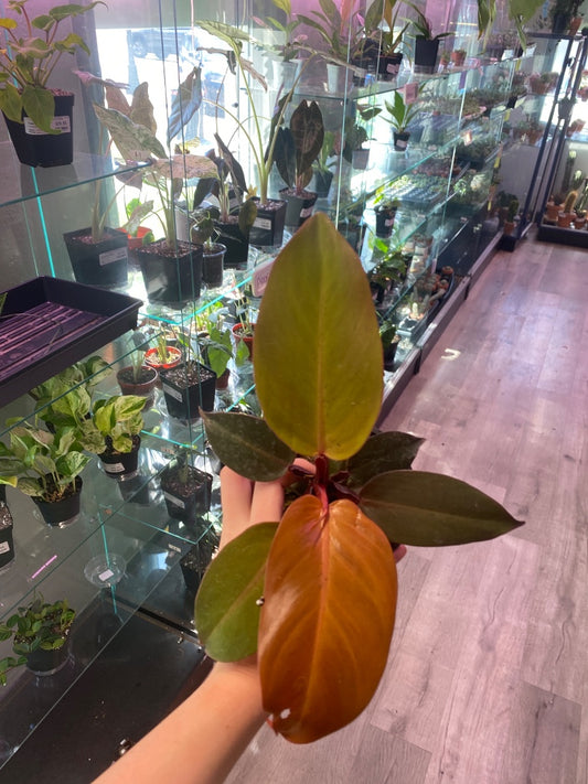 Philodendron McColley's Finale (#418771671)