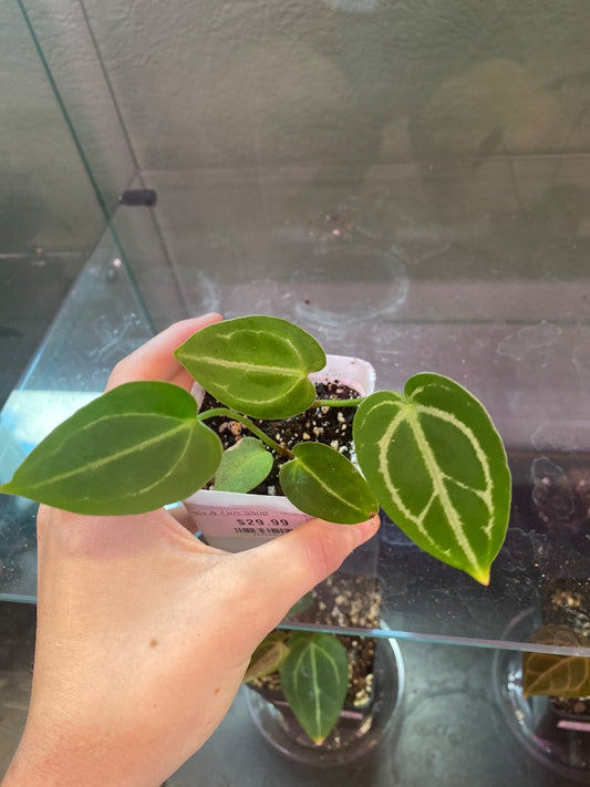 Anthurium noID '2x seedling' (#994544676)