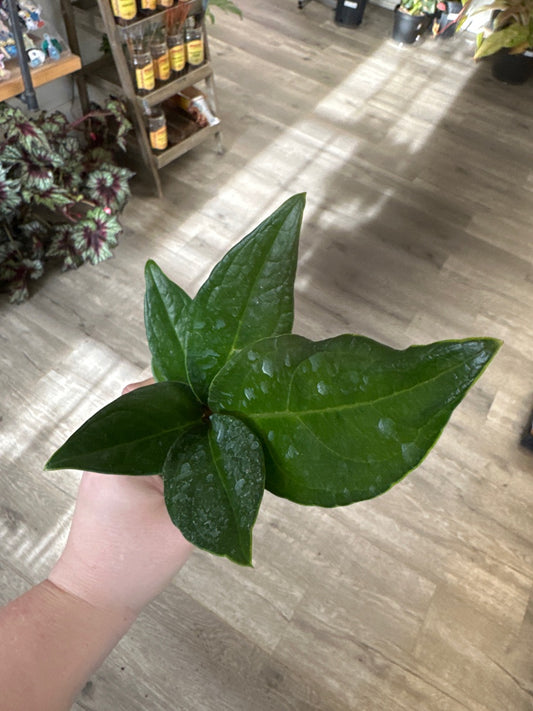 Anthurium cv. 'Red Flag' (#238841101)