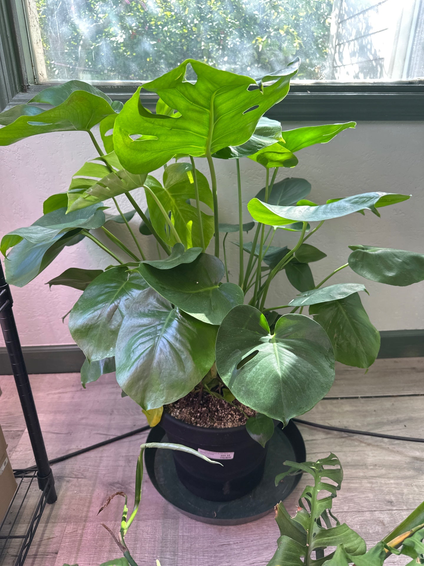 Monstera Deliciosa (12") [ID #5002393]