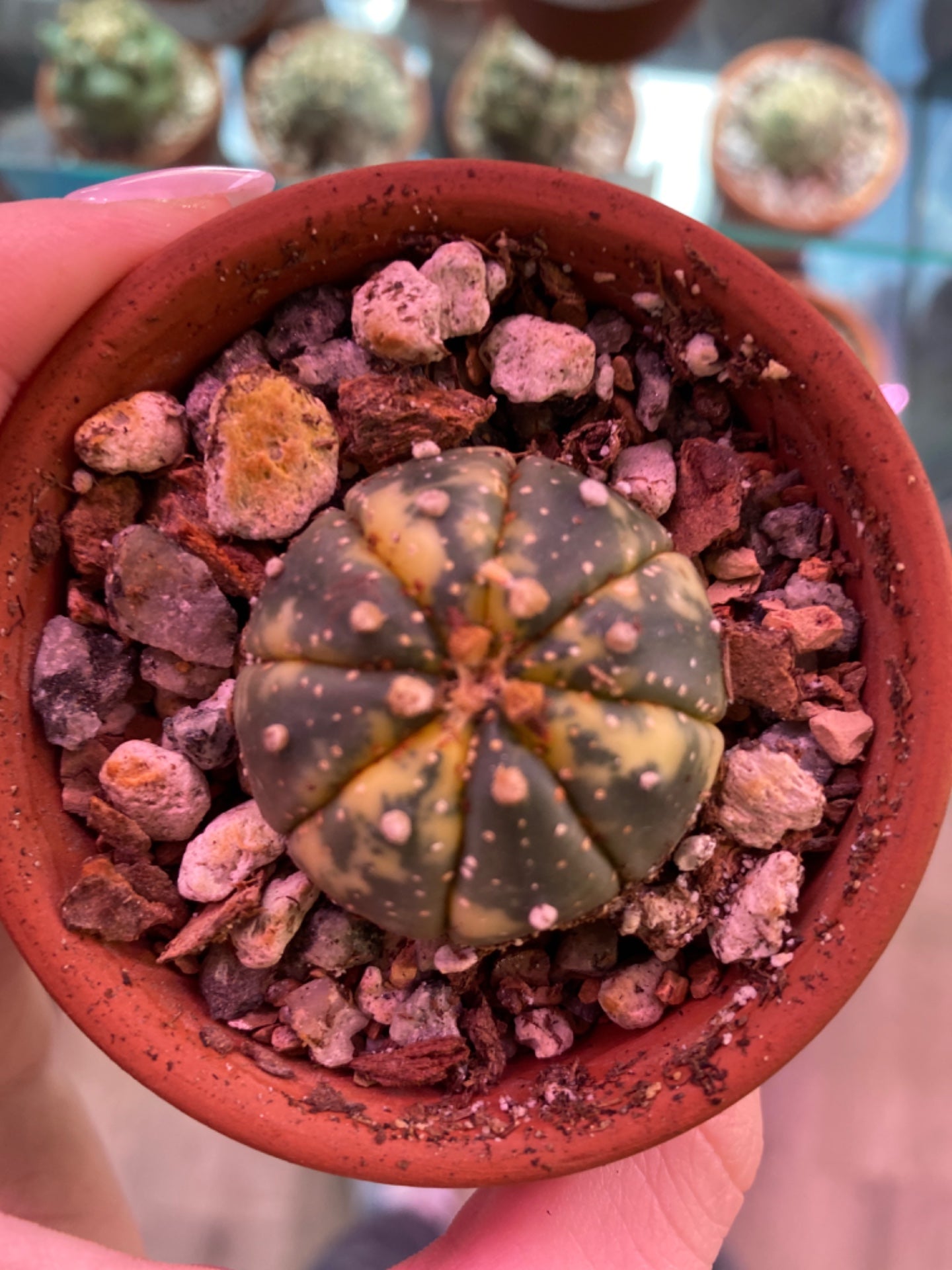 Astrophytum asteria Variegated (2.75") [ID #84512770]