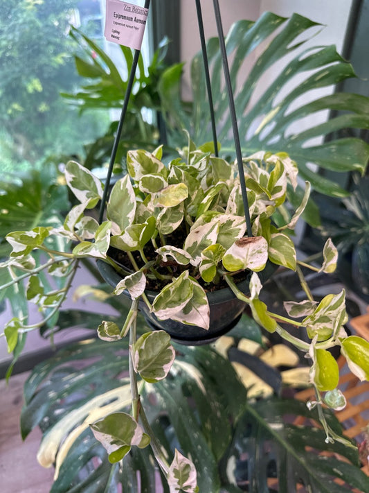 Epipremnum Aureum 'Njoy' (#990122568)