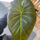 Alocasia Regal Shield (4" Terra Cotta) [ID #19274878]